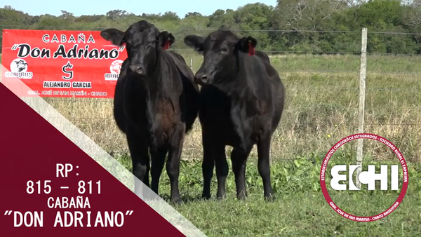 Lote VAQUILLAS PREÑADAS BRANGUS CABAÑA DON ADRIANO