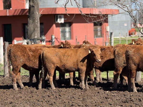 Lote 8 VAQUILLONAS A. ANGUS MAS - P/ SERVICO " CABAÑA LA SORPRESA"