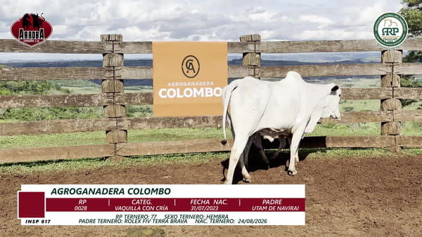 Lote VAQUILLA CON CRÍA