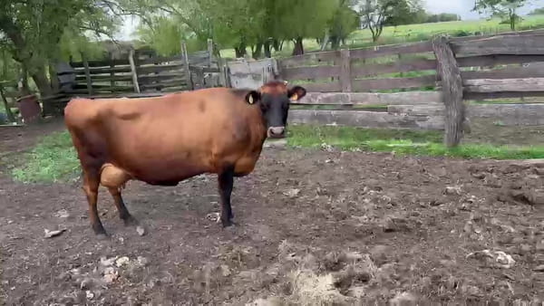 Lote Vaca 450kg - , San José