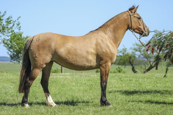 Lote CAÑADA DE LOS CARDOS