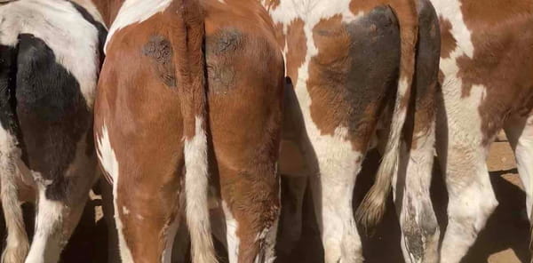 Lote 20 Novillo Gordo en Melipilla, Región Metropolitana