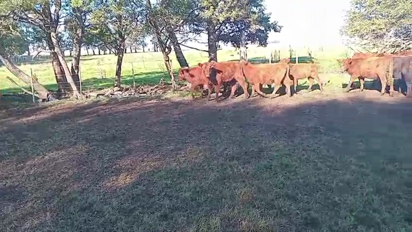 Lote 65 Terneros en Laprida