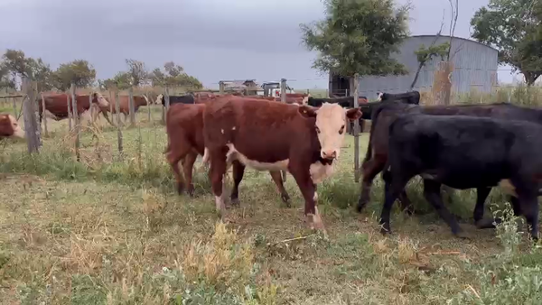 Lote 35 Terneras en Daireaux