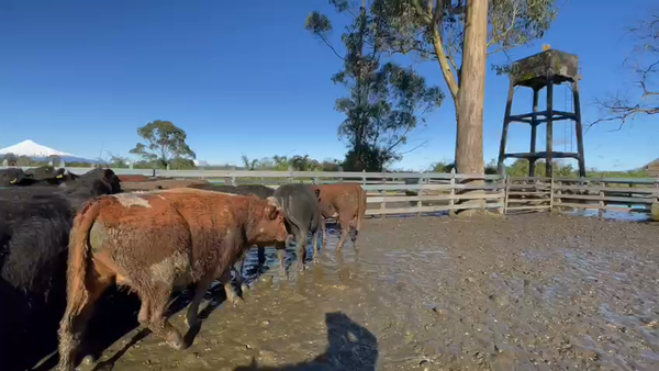 Lote 42 Novillo Gordo en Osorno, X Región Los Lagos