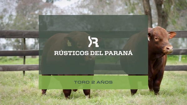 Lote Toros