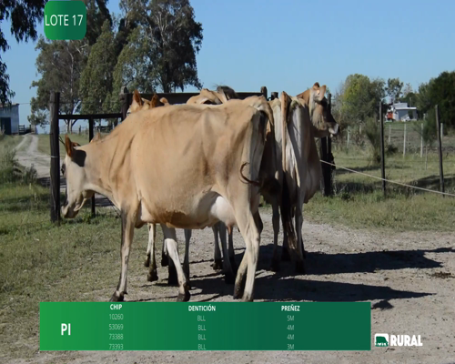 Lote VACAS EN PRUDUCCIÓN PREÑADAS