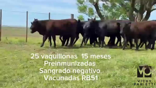 Lote 25 Vaquillonas - "El Talero" de Savio