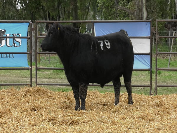 Lote TOROS ANGUS NEGROS PC