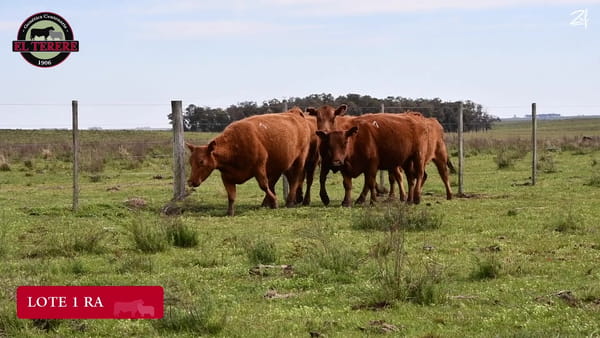 Lote VACAS PREÑADAS