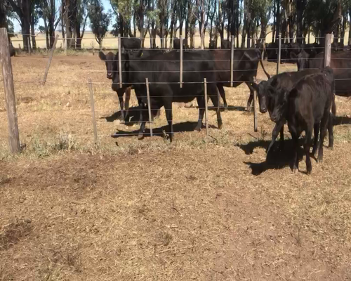 Lote 107 Terneros/as en Espartillar, Buenos Aires