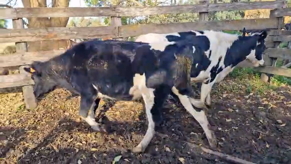 Lote 2 Vaquillonas , San José