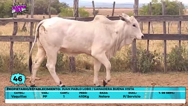Lote LOTE 46- EN VIVO