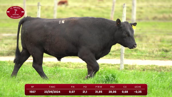 Lote Angus