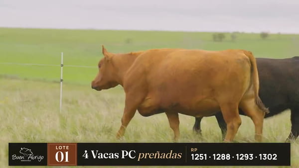 Lote LOTE 01 · 4 VACAS PC PREÑADAS - RP 1251, 1288, 1293, 1302