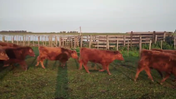 Lote 34 Terneros/as en Pehuajó