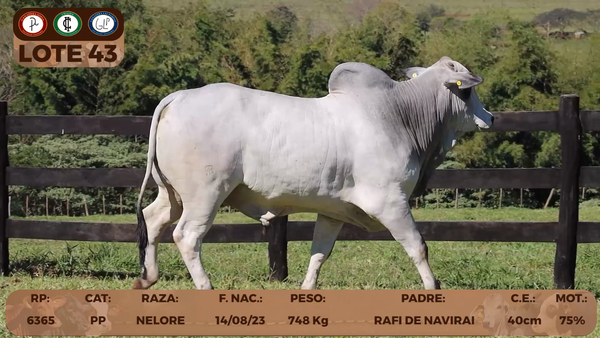 Lote LOTE 43