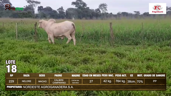 Lote Machos NELORE en Pioneros del Chaco S.A.