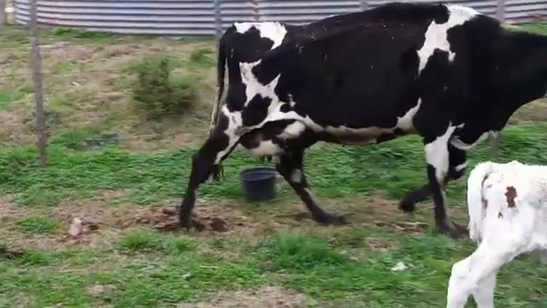 Lote 2 Piezas de cría NORMANDO 500kg - , San José