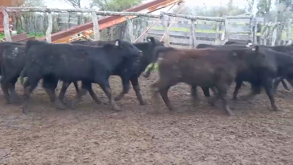 Lote 70 Terneros en Entre Ríos, Raices Oeste