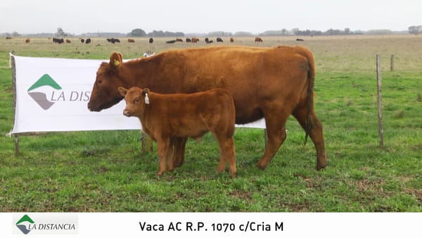 Lote Vaca con Cria