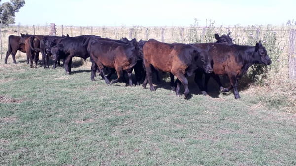 Lote 15 Terneros/as en arboledas, Buenos Aires