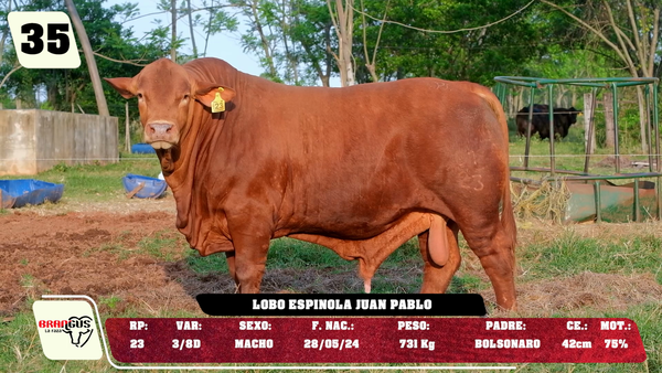 Lote LOTE 35 - DE CAMPO