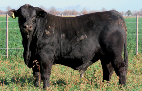 Lote Toros  Brangus -  Don Pedro