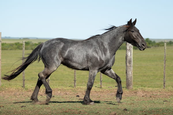 Lote SM Pinga Maleante