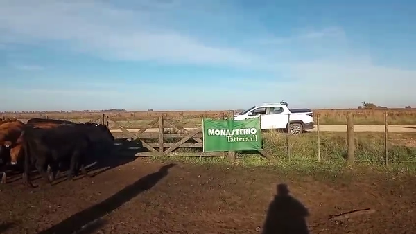 Lote 75 Vaquillonas en Laprida