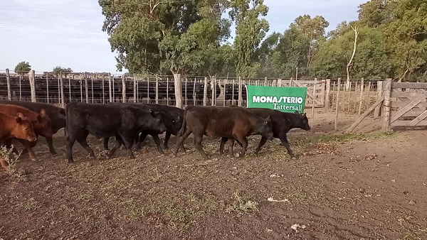 Lote 70 Terneros/as en Laprida