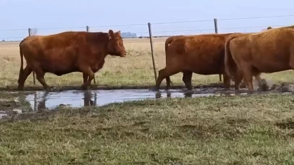 Lote 38 Vacas CUT preñadas