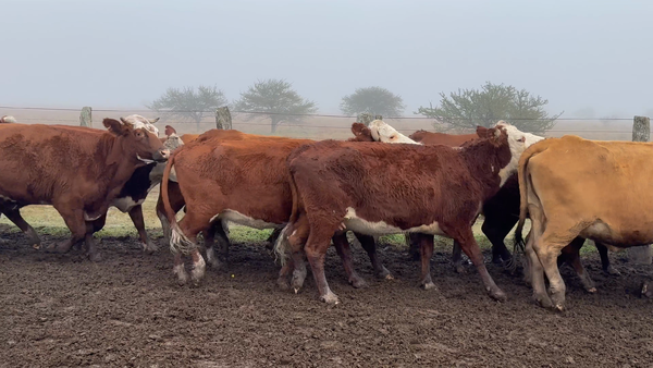 Lote 47 Vacas de invernar en Corrientes, Curuzú-Cuatiá