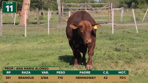 Lote TOROS LOTE 11