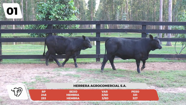 Lote LOTE 1 - JUNIOR