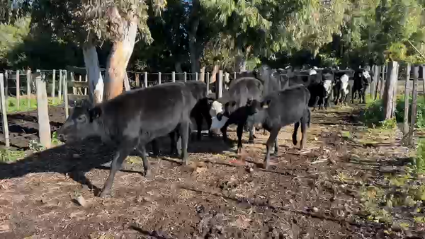 Lote 28 Vaquillonas  Angus y Cruza, Canelones