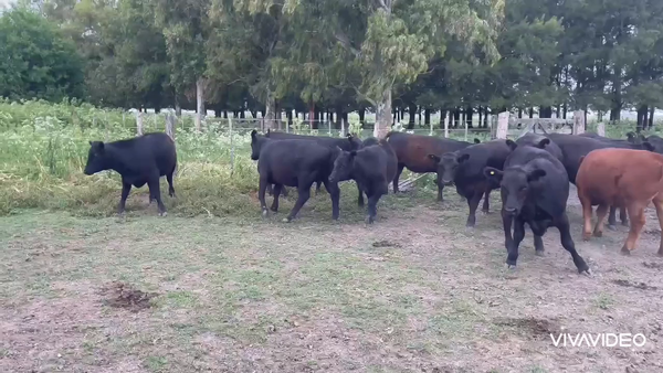 Lote 50 Novillitos y vaquillonas en Gral. Paz, Buenos Aires