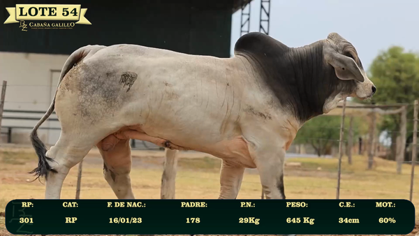 Lote LOTE 54