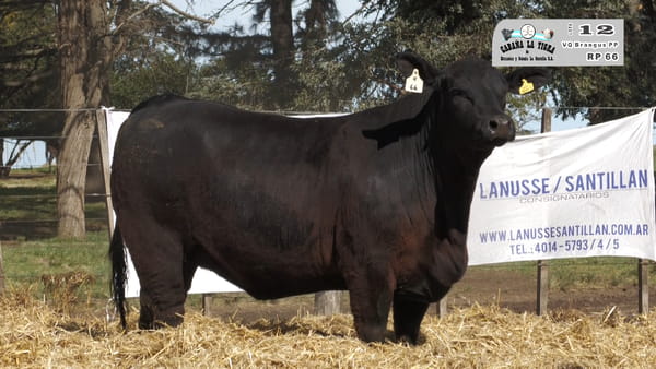 66 — HEMBRAS BRANGUS NEGROS Y COLORADO