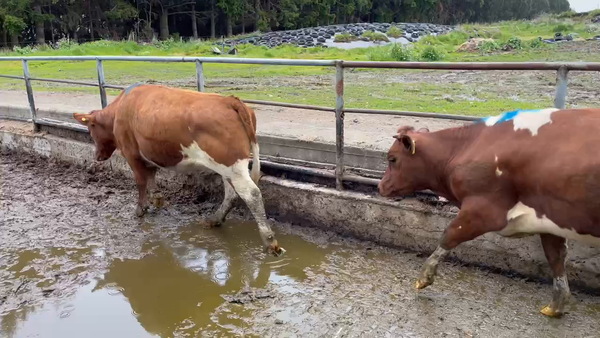 Lote 25 Vaquilla Gorda en Puerto Varas, X Región Los Lagos