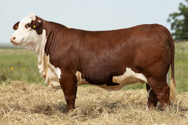 Lote Vaquilla Preñada TE