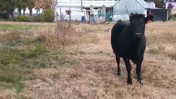 Lote 4 Terneros y Terneras ANGUS Y CRUZA 230kg - , San José