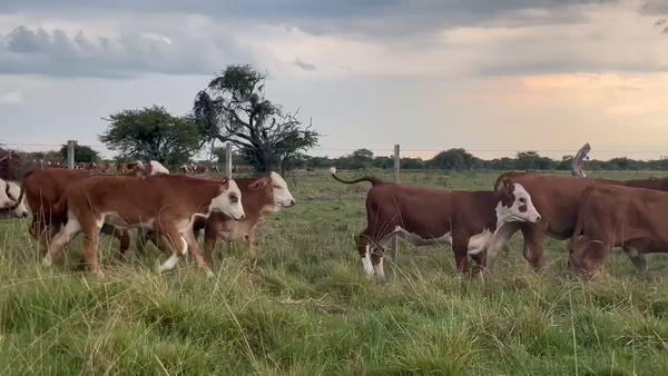 Lote 140 Terneros en Corrientes, Curuzú-Cuatiá
