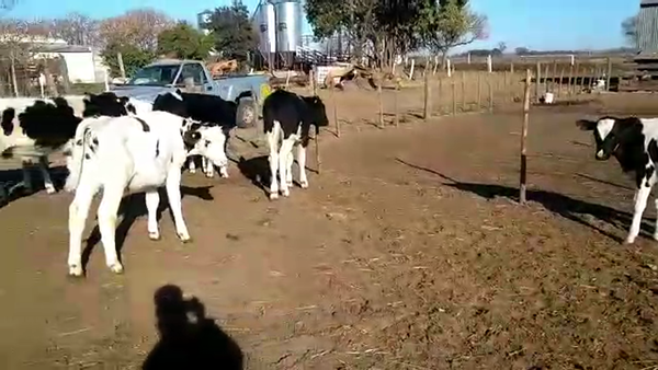 Lote 11 Terneros en Ataliva, Santa Fe