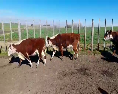 Lote (Vendido)18 Vaquillonas Vacas Preñadas HE/ CRUZAS 400kg - , Soriano