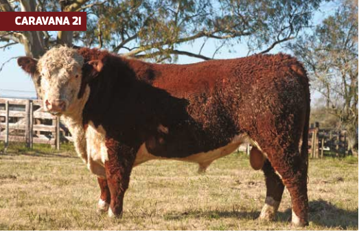 Lote RINCON DF GUICHON BOOMER 1218