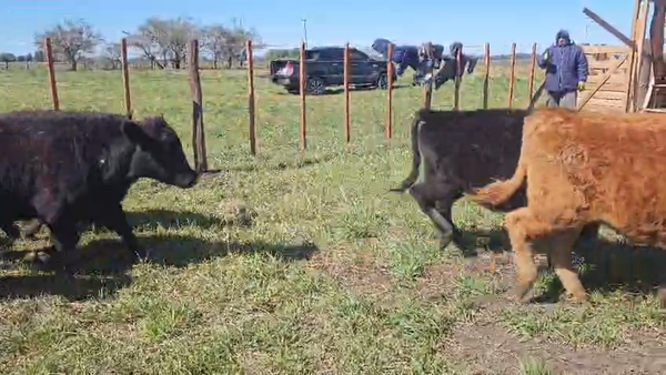 Lote 12 Terneros/as