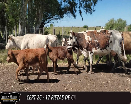 Lote (Vendido)12 Piezas de cría 3 NO,  1 CH,  1 CH X HE,  1 AA XHO 440kg -  en ç- PASO HOSPITAL,