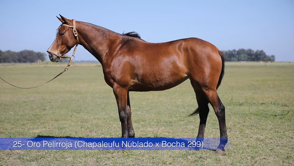 Lote ORO PELIRROJA (CHAPALEUFU NUBLADO - BOCHA 299)
