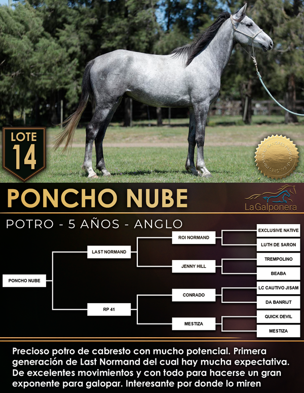 Lote PONCHO NUBE